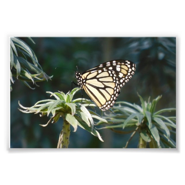 Foto Monarch Em Espera (Frente)