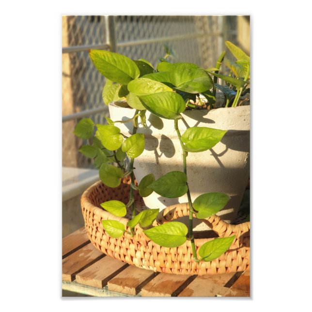 Foto Money Plant (Frente)