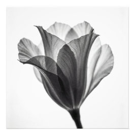 Foto Monochrome botanical fine art photograph