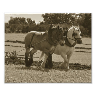 Foto Montagem de cavalos em harness