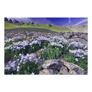 Foto Montanhas e flores silvestres em prado alpino,