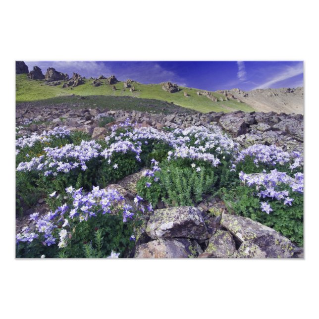 Foto Montanhas e flores silvestres nos prados alpinos, (Frente)