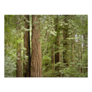 Foto Monumento Nacional de Muir Woods, Norte