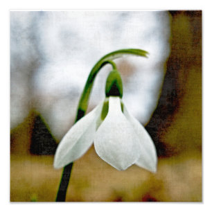 Foto Moody Snowdrop
