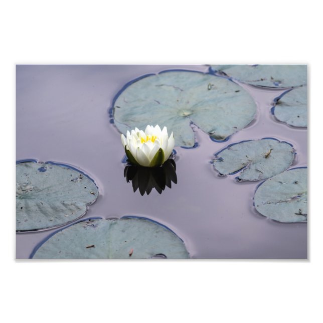 Foto Moody Water Lily (Frente)
