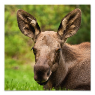 Foto Moose Curiosa