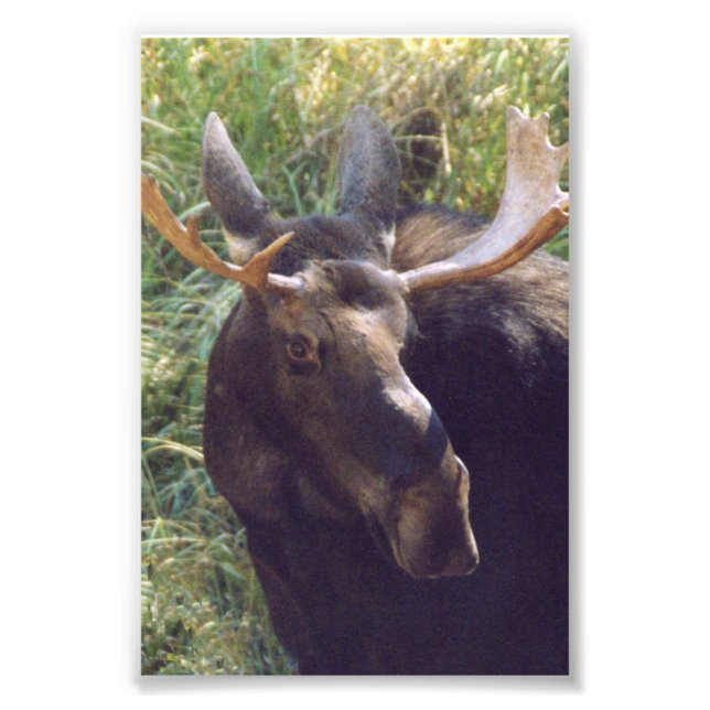 Foto Moose fotográfica 4x6 (Frente)
