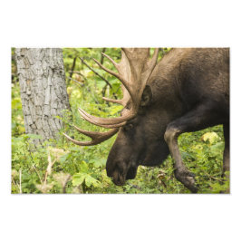 Foto Moose Sensante