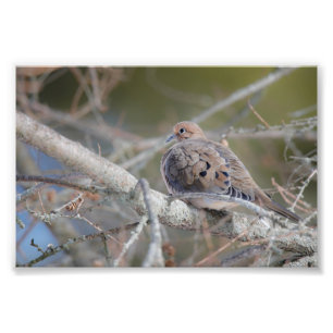 Foto Morning Dove Hiding in Pine Tree Bird Photo Impres