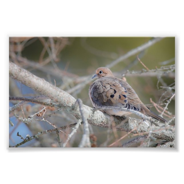 Foto Morning Dove Hiding in Pine Tree Bird Photo Impres (Frente)