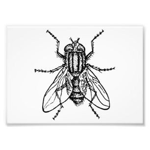 Foto Mosca da casa