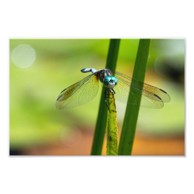 Foto Mosca de Dragão Azul (Frente)