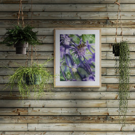 Foto Mosca-flutuante na Flor de Cardo Eryngium Roxo