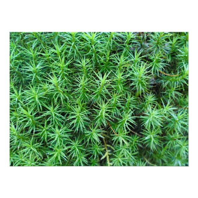 Foto Moss Boné de Cabelo de Juniper (Frente)