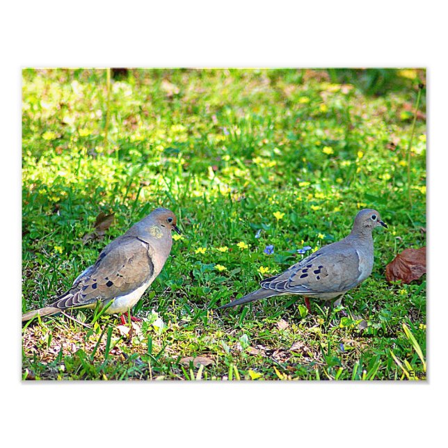 Foto Mourning Doves (Frente)