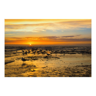 Foto Möwen im Sonnenuntergang