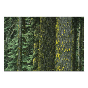 Foto Mt. Ashland, Floresta Nacional Rogue RIver,