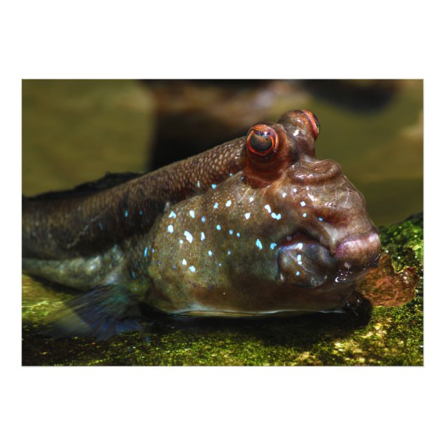 Foto Mudskipper Amphibist Fish Oxudercinae (Frente)