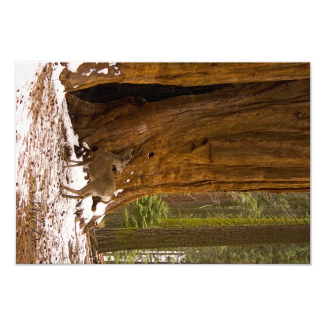 Foto Mule Deer (Frente)