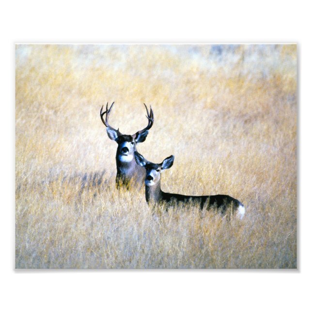 Foto Mule Deer Buck & Doe Digital Fine Art Impressão (Frente)
