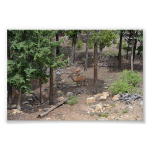 Foto Mulher Mule Deer e Fawn