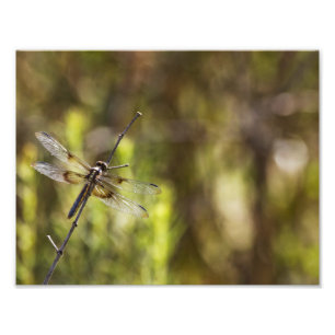 Foto Mulher Viúva Skimmer sobre uma vara