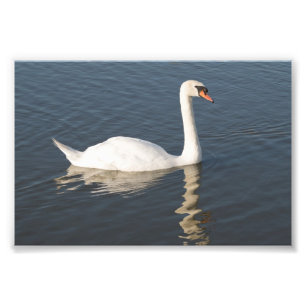 Foto Mute Swan
