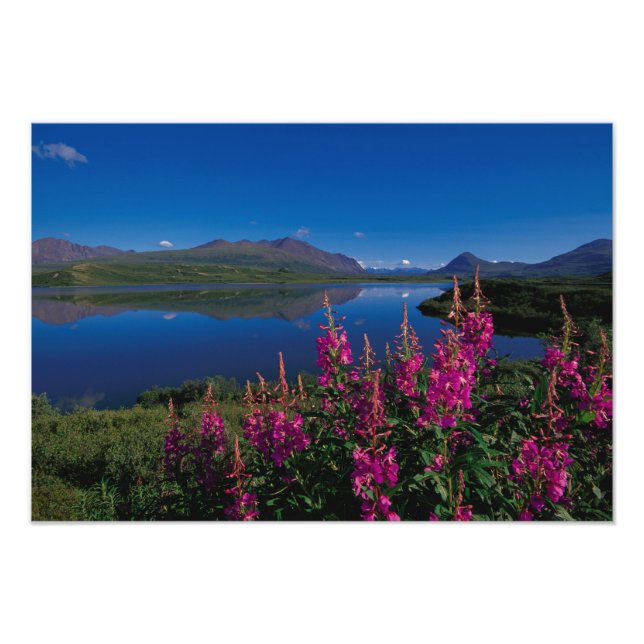Foto N.A., EUA, Alasca, Alaska Range Comum (Frente)