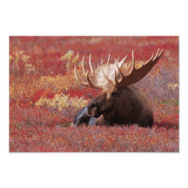 Foto N.A., EUA, Alasca, Parque Nacional Denali, Touro (Frente)