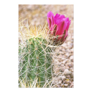Foto N.A., EUA, AZ, Phoenix, Jardim Botânico do Deserto