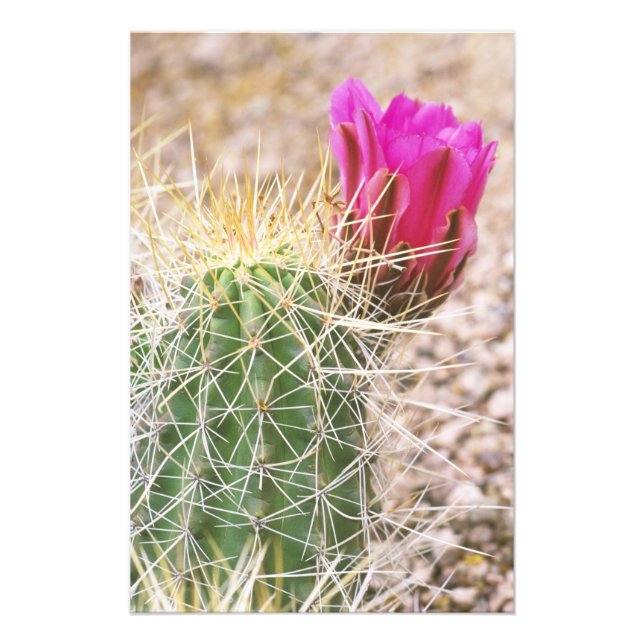 Foto N.A., EUA, AZ, Phoenix, Jardim Botânico do Deserto (Frente)