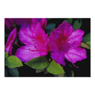 Foto N.A. EUA, Geórgia, Savannah. Azaléia em flor.
