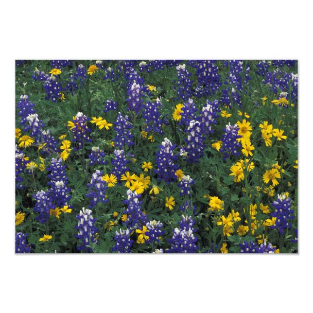 Foto N.A, EUA, Texas, Marble Falls, Blue Bonnets (Frente)