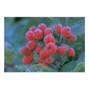 Foto N.A., EUA, Washington, Mt. Rainier Nacional 3