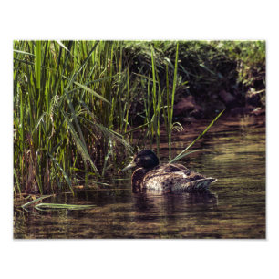 Foto Na borda de Pond