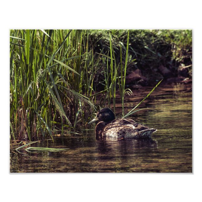 Foto Na borda de Pond (Frente)