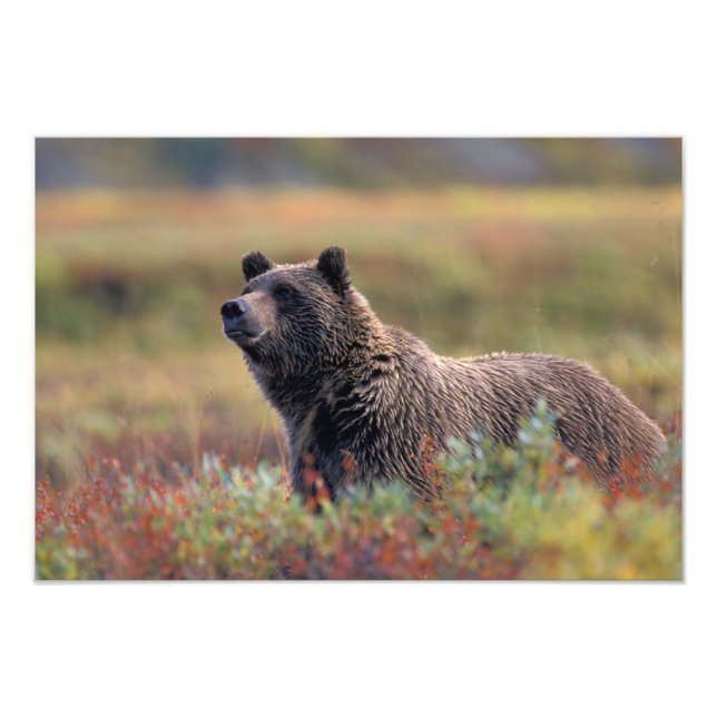 Foto NA, EUA, Alasca, Parque Nacional Denali, Urso pard (Frente)