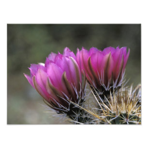 Foto NA, EUA, Arizona, Deserto de Sonora. Ouriço-cachei