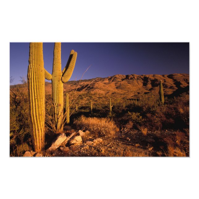 Foto NA, EUA, Arizona, Monumento Nacional Saguaro, (Frente)