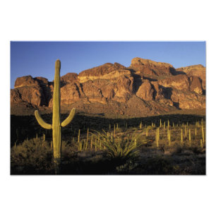 Foto NA, EUA, Arizona. Organ Pipe Cactus National 3