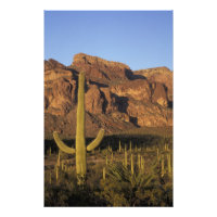 NA, EUA, Arizona. Parque Nacional Cactus Organ Pip