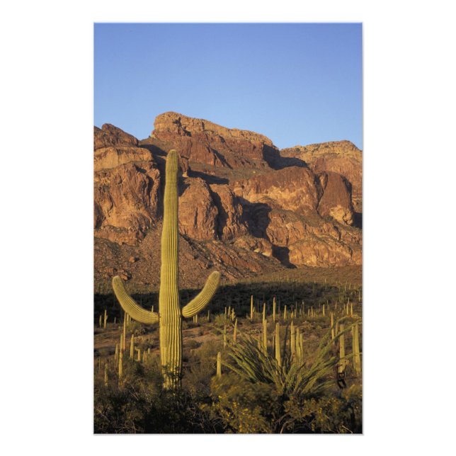 Foto NA, EUA, Arizona. Parque Nacional Cactus Organ Pip (Frente)