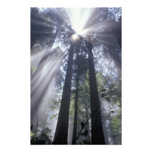 Foto NA, EUA, Califórnia. Del Norte Coast State 2