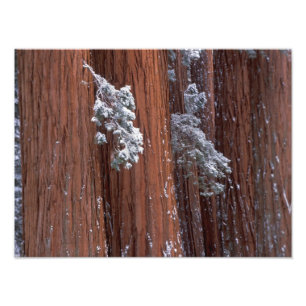 Foto NA, EUA, Califórnia. Parque Nacional de Sequoia.