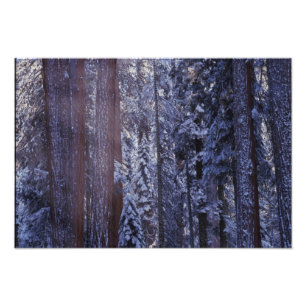 Foto NA, EUA, Califórnia. Parque Nacional de Sequoia. 2