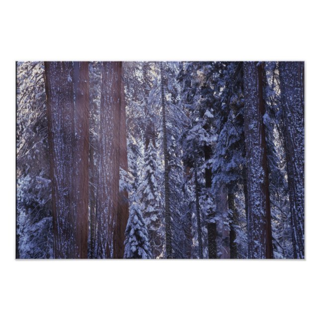 Foto NA, EUA, Califórnia. Parque Nacional de Sequoia. 2 (Frente)