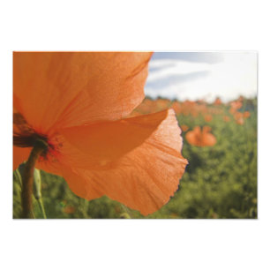 Foto NA, EUA, Estado de Washington, Colfax, Fogo 2