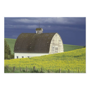 Foto NA, EUA, Idaho, ao sul de Genesse, campo de canola