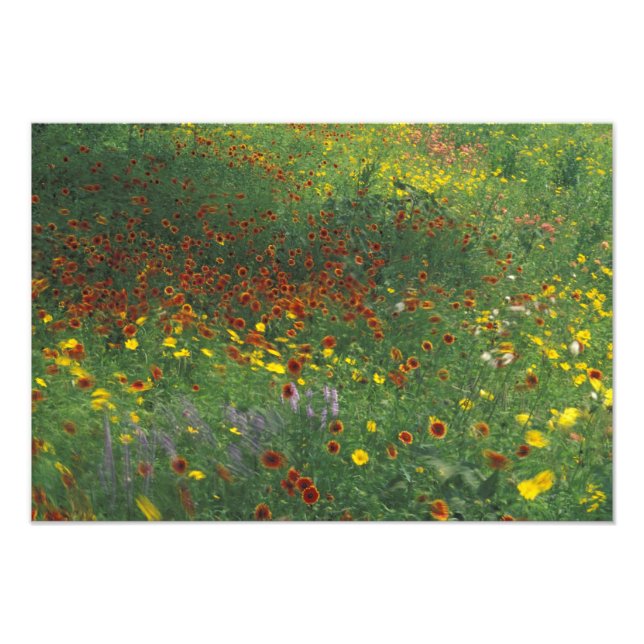 Foto NA, EUA, Texas, leste de Devine, Coreopis e (Frente)