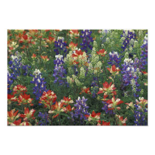 Foto NA, EUA, Texas, perto de Marble Falls, Pincel